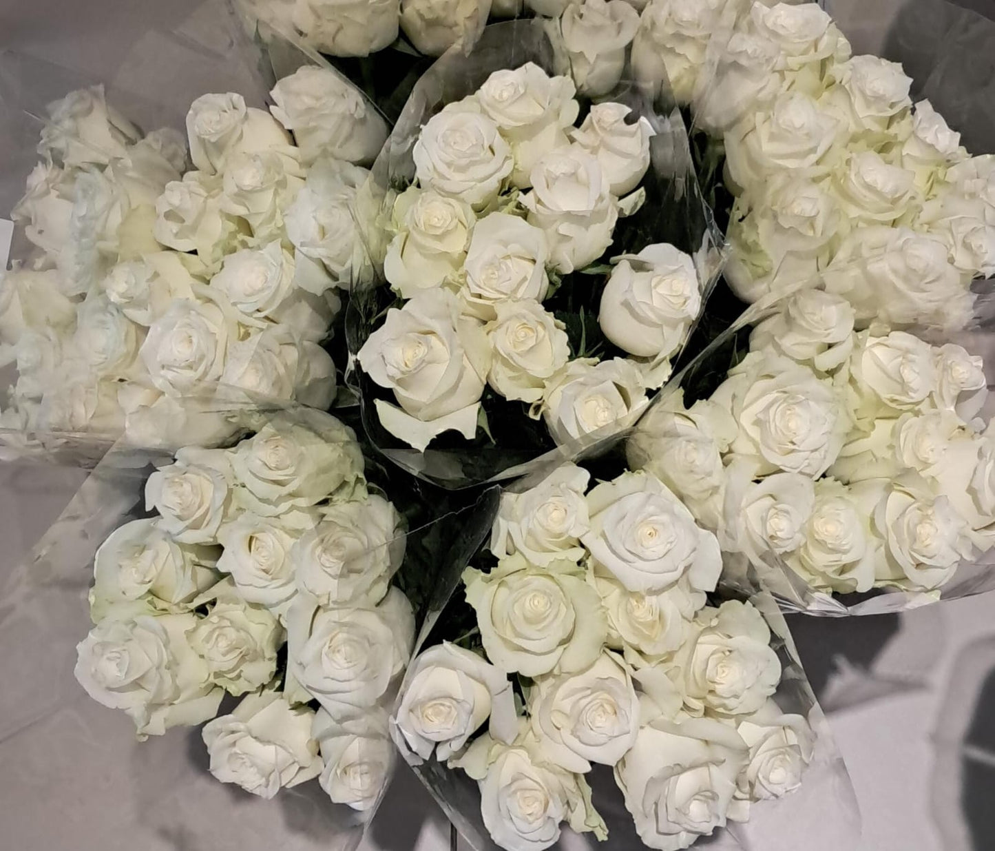 40 Icebreaker roses 