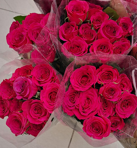 ROSE FUSCHIANA DARK PINK