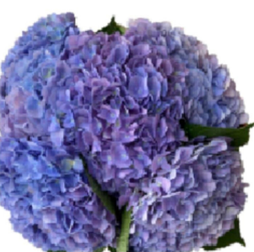 Hydrangea blue purple